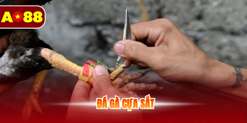 Đá gà cựa sắt