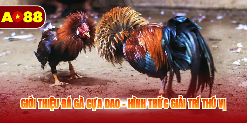 Giới thiệu đá gà cựa dao - Hình thức giải trí thú vị