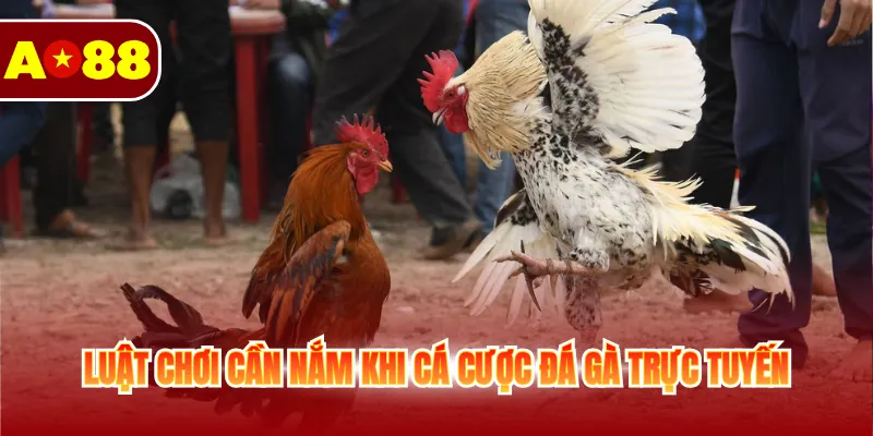 Luật chơi cần nắm khi cá cược đá gà trực tuyến